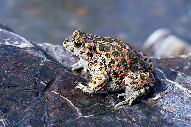 Bufo viridis? - Bufotes balearicus